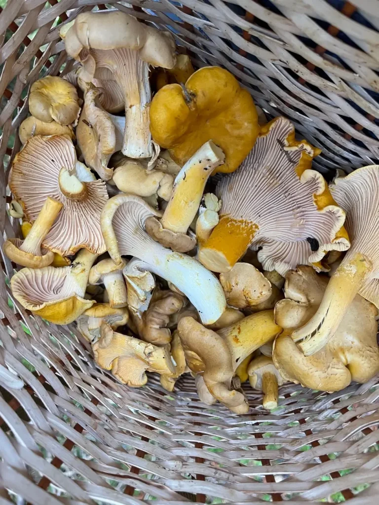 basket of chanterelles