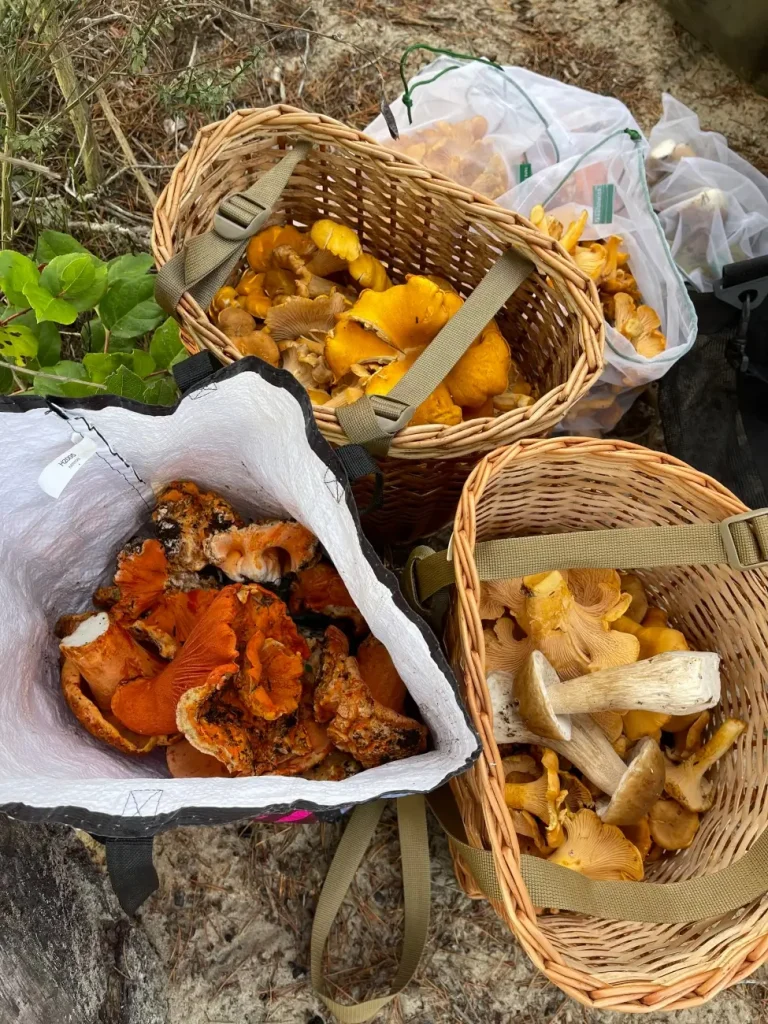 baskets of wild mushrooms