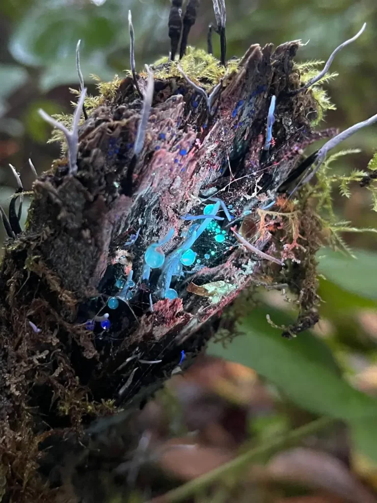 mushrooms under uv