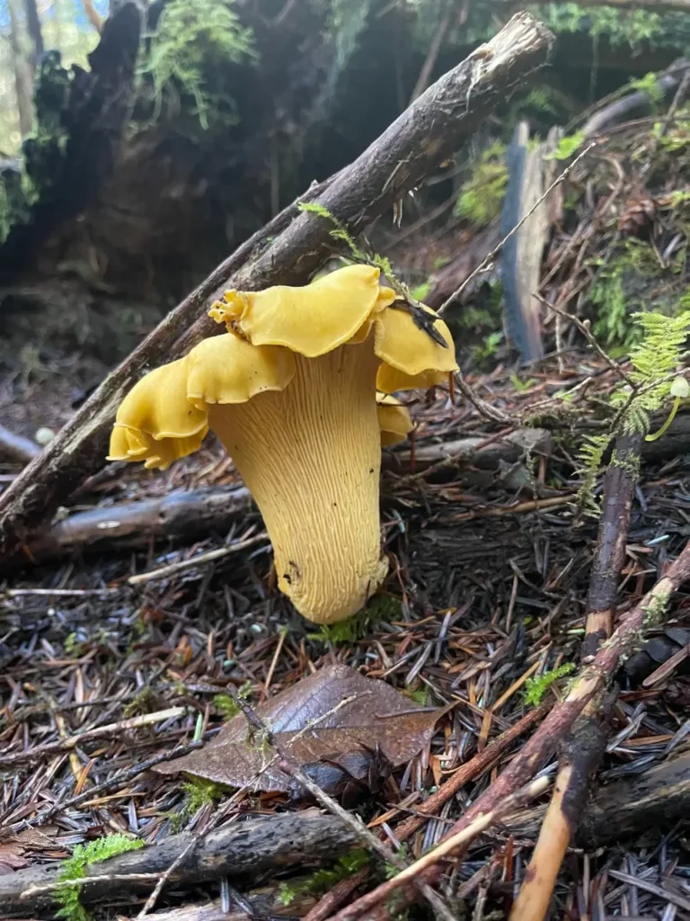 Golden Chanterelle