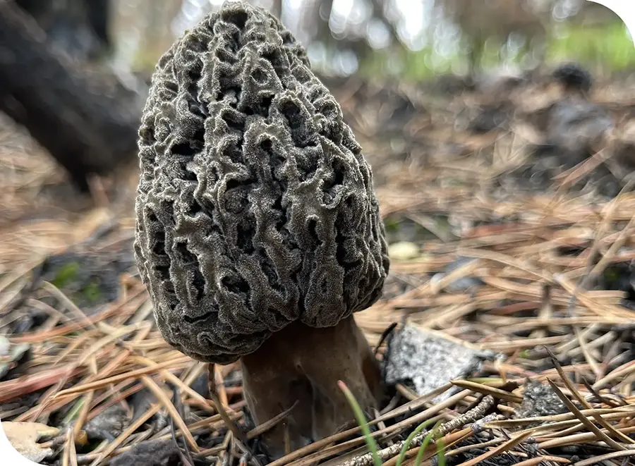 Young M. tomentosa, Salmon fire ID
