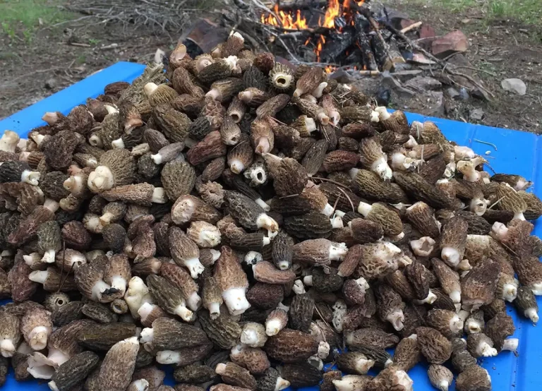 pile of burn morels