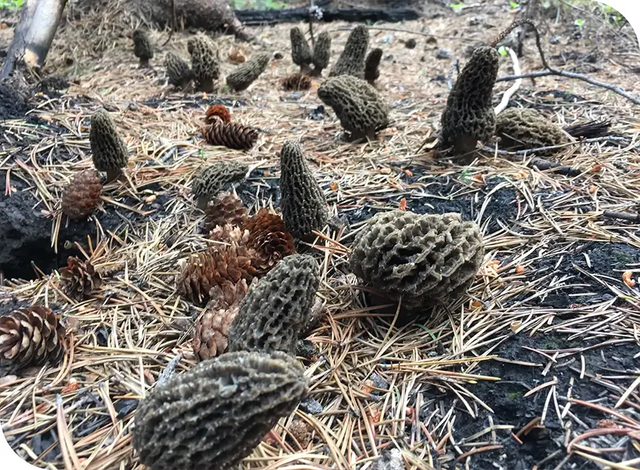 Colorado Sylvan fire 2022