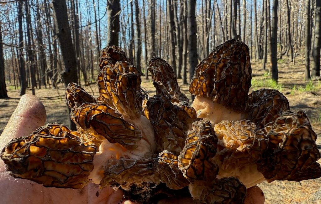 picture of burn morels in the hand