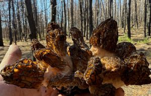 picture of burn morels in the hand