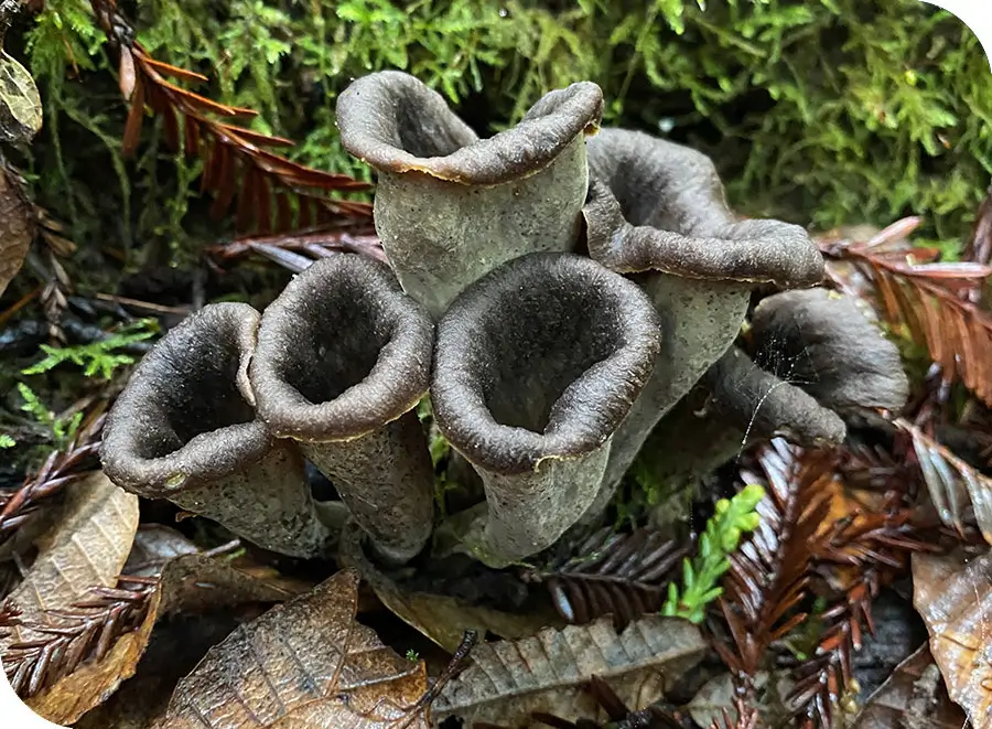 CA Black Trumpets in Tanoak