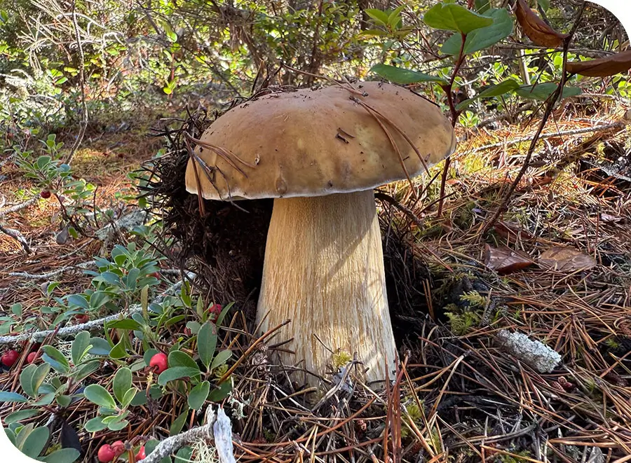 Oregon Coast Porcini, Boletus edulis