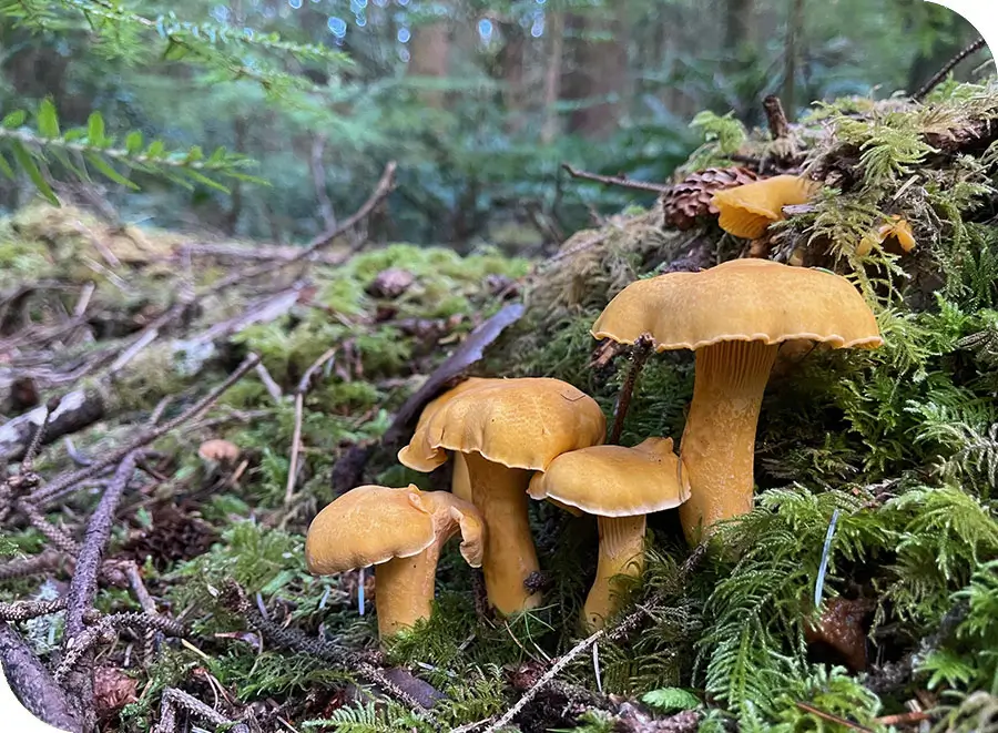 Oregon Pacific Golden Chanterelles