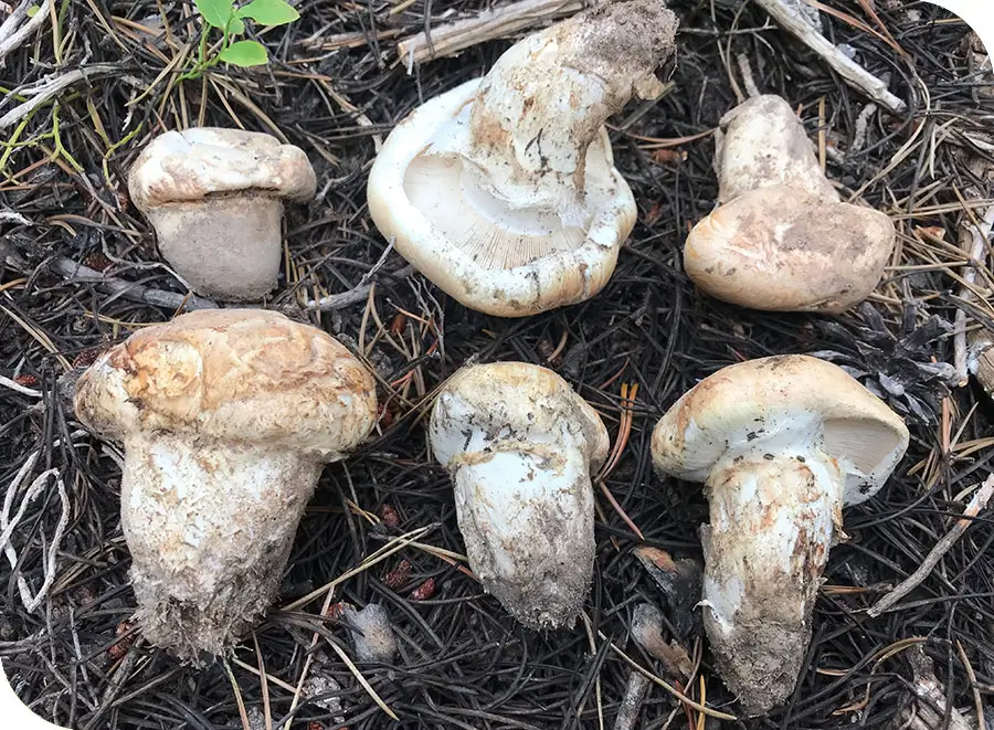 Matsutake, Oregon Dunes